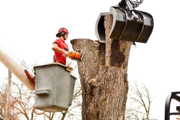 Best Storm Damage Tree Cleanup  in Montrose, CO